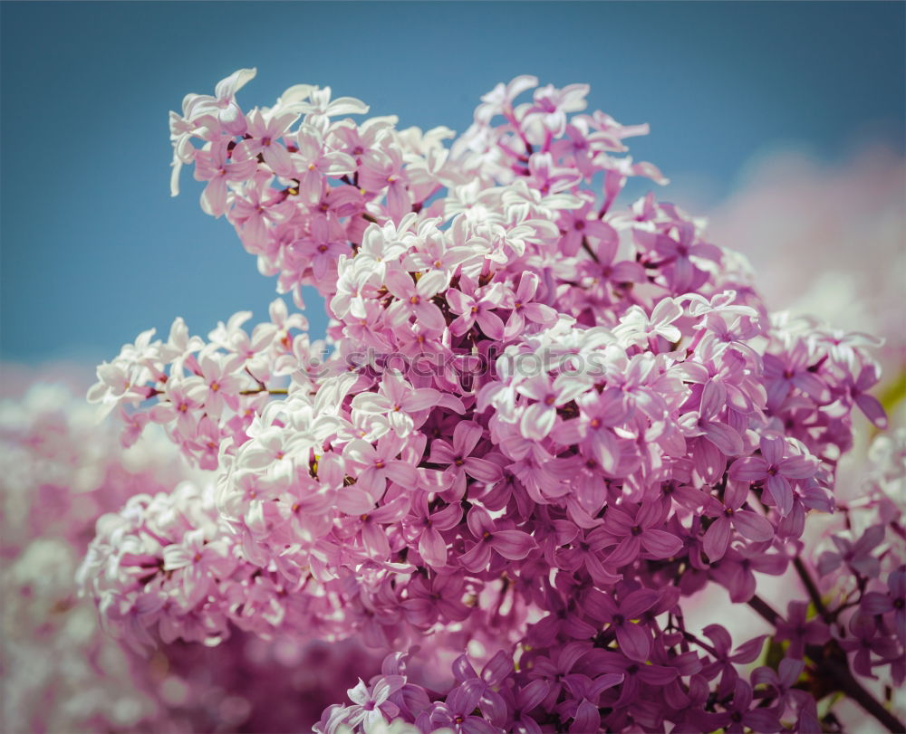 Similar – Image, Stock Photo Branch of beautiful purple lilac flowers