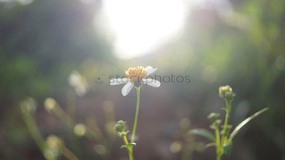 Similar – Image, Stock Photo everyone’s flower Plant