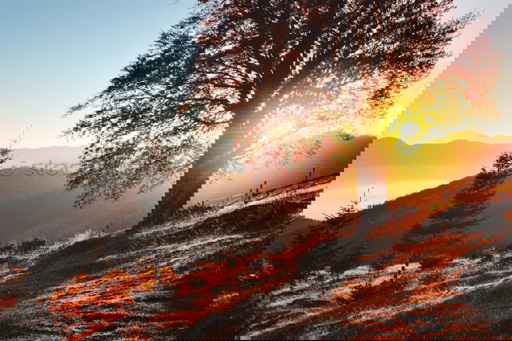Image, Stock Photo Golden autumn tree with Alps