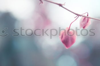 Image, Stock Photo Ice crystal morning dew