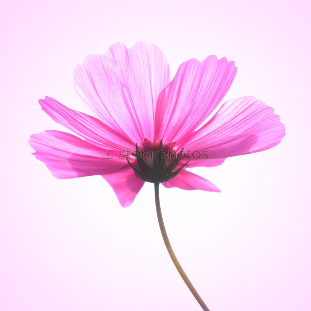 Similar – Image, Stock Photo Three Purple Cosmea flowers against neutral background