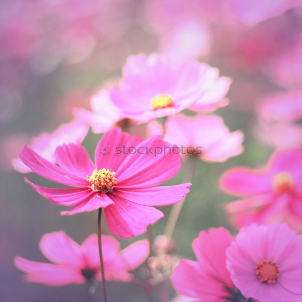 Similar – Beautiful flowers of the decorative basket (Cosmos bipinnatus)