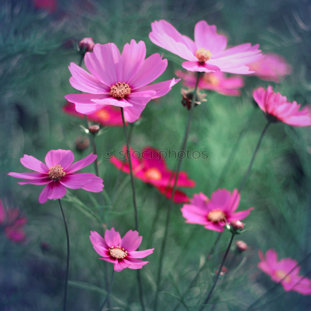 Similar – Beautiful flowers of the decorative basket (Cosmos bipinnatus)