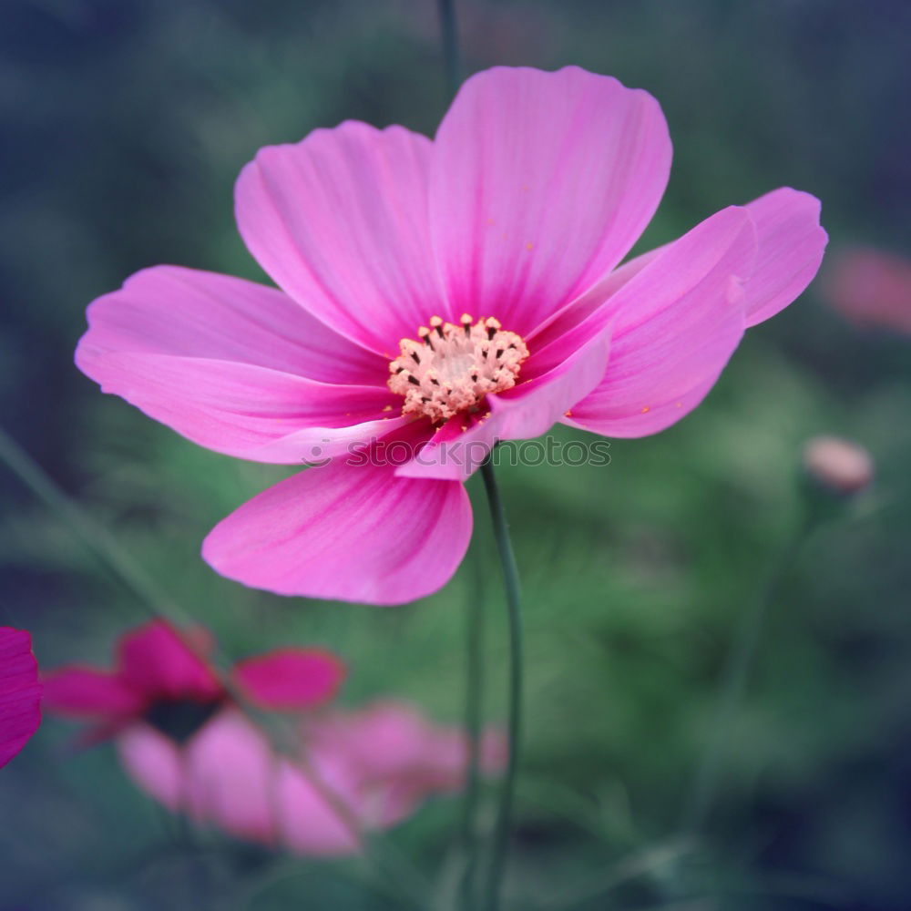 wild flowers Flower Pink