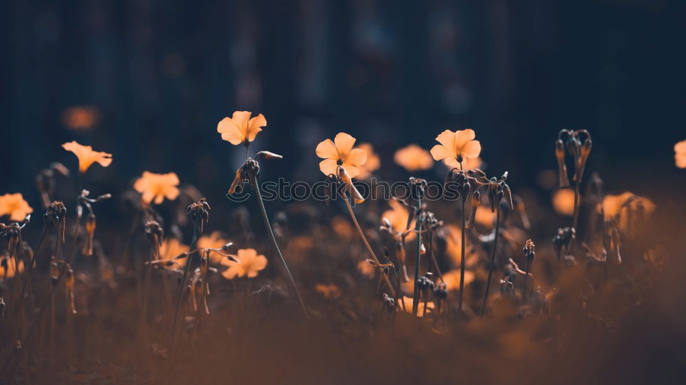 Similar – Image, Stock Photo daisy flower plant in springtime