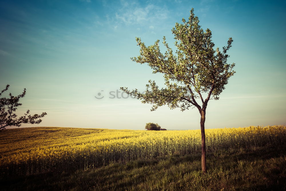 Similar – a tree Tree Wood Field