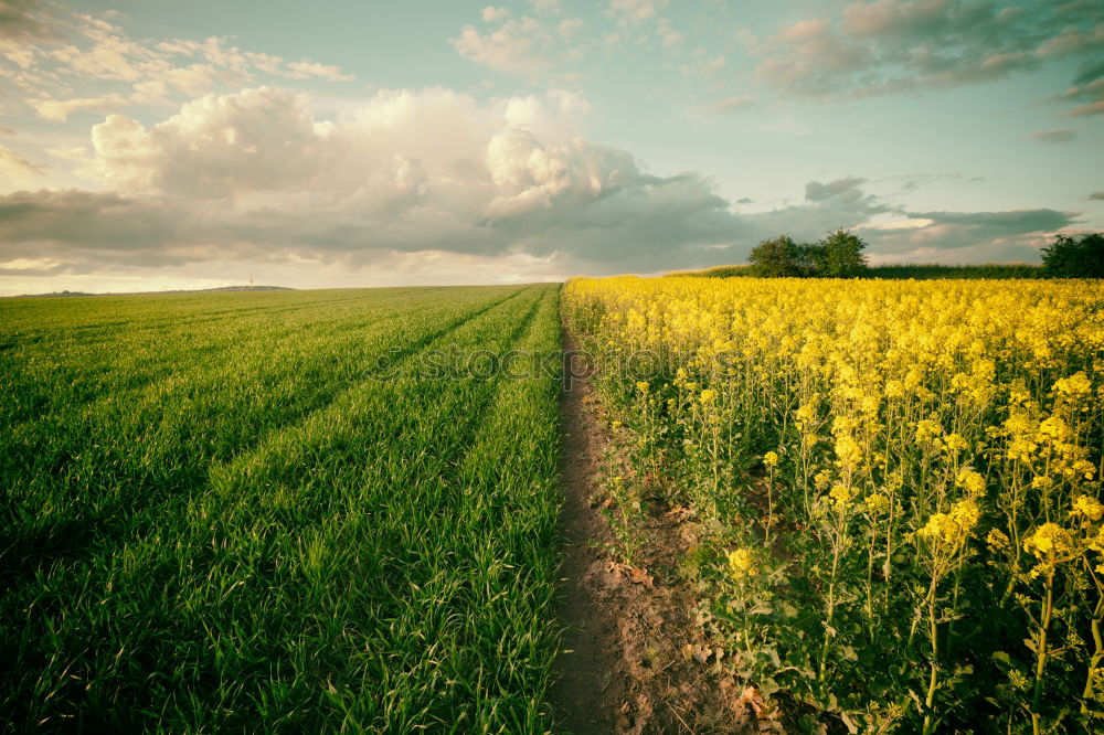 Image, Stock Photo Dirt Road in canola Flowering Field, spring sunrise.