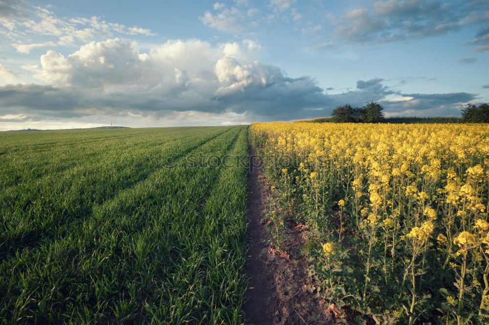 Similar – Image, Stock Photo Dirt Road in canola Flowering Field, spring sunrise.