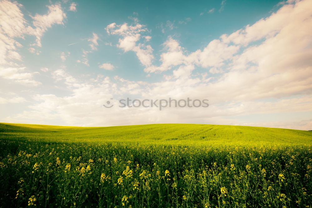 Similar – Foto Bild Frühlingswiese Sommer