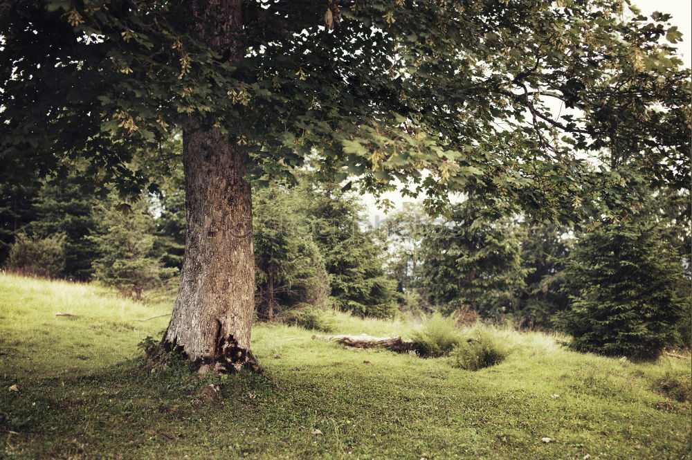 Similar – Woman lies on a thick branch of a tree