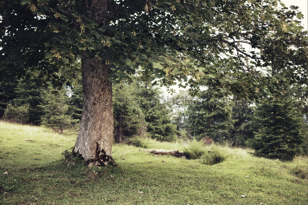 Similar – Woman lies on a thick branch of a tree