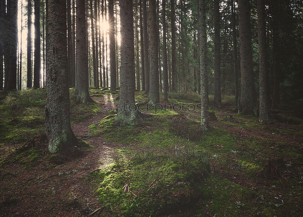 Similar – Sun moss in the forest