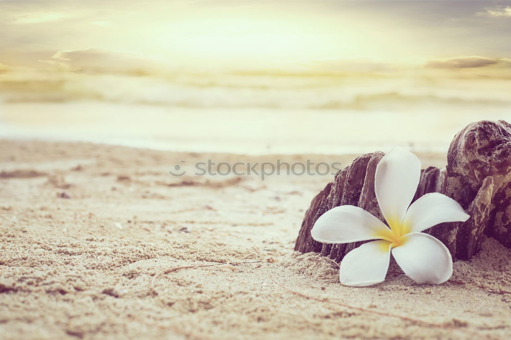 Image, Stock Photo two flowers on the beach