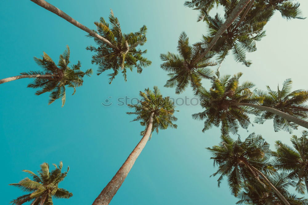 Similar – Green Palm Trees On Clear Blue Sky