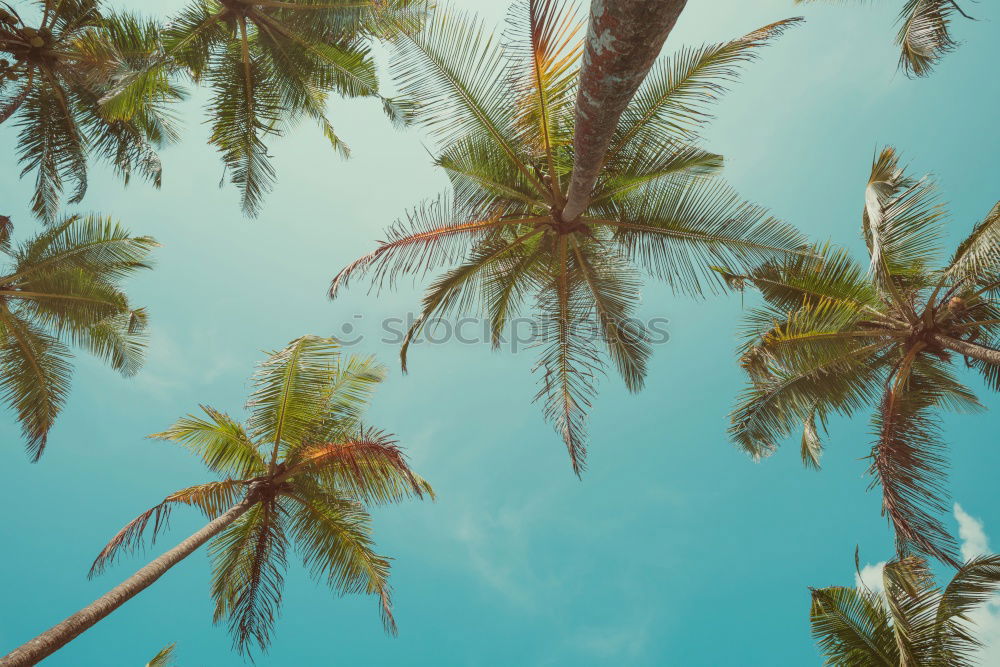 Similar – Image, Stock Photo New Eco Palm tree Clouds