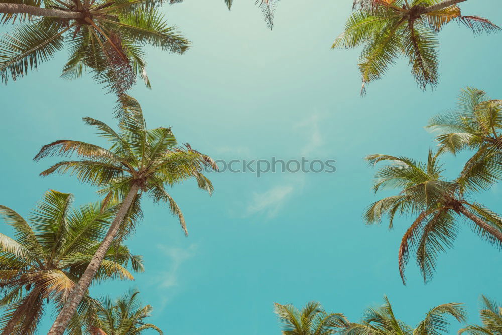 Similar – Image, Stock Photo New Eco Palm tree Clouds