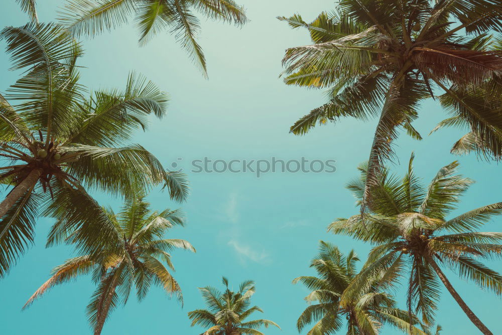 Similar – Image, Stock Photo Palm trees on Tenerife from the worm’s-eye view