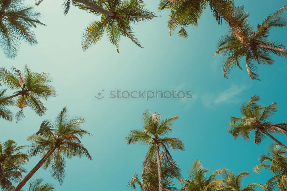 Similar – Image, Stock Photo New Eco Palm tree Clouds