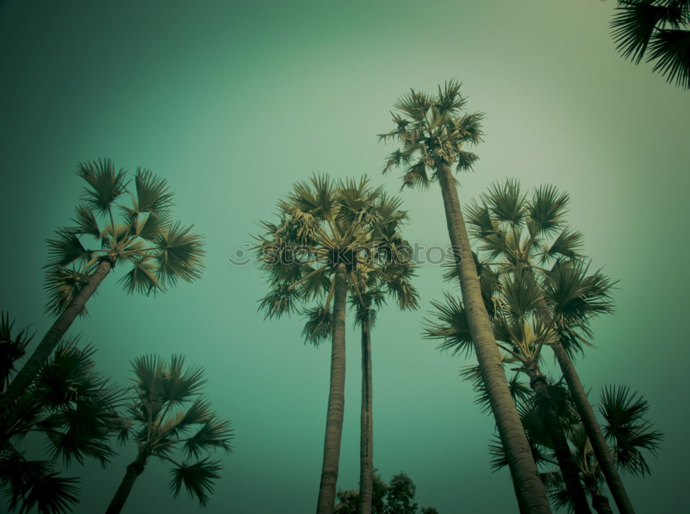 Under palm trees (1)