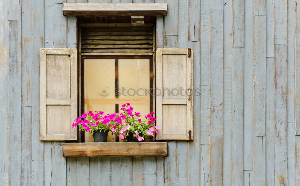 Similar – Flowers in the basket on hanger on a wall