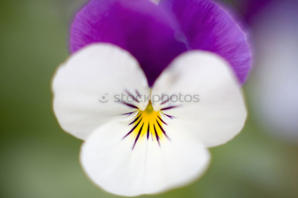 Similar – Delicate columbine Garden