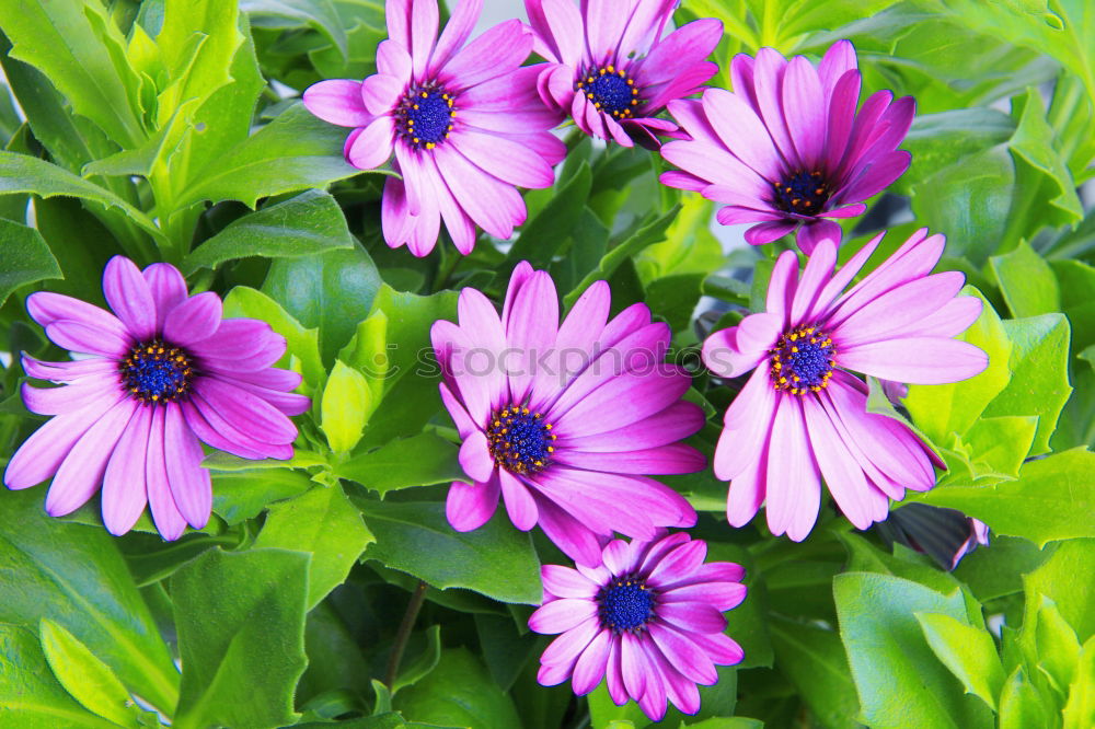 Similar – Image, Stock Photo Flower blossom pink