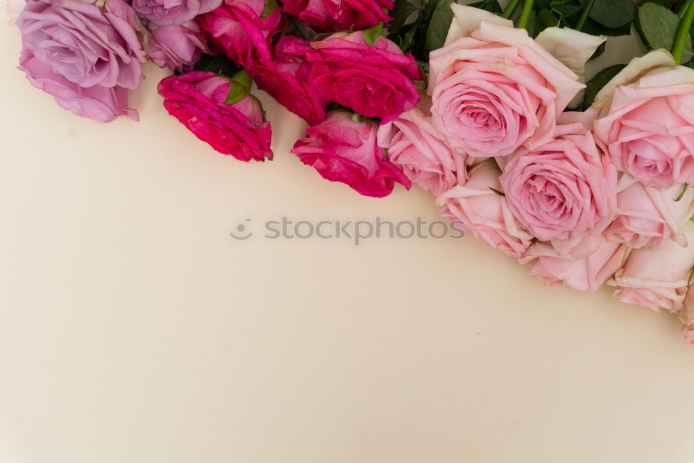 Similar – red roses for Valentine’s Day