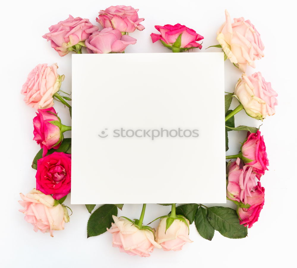 Similar – Gerbera flowers on white board