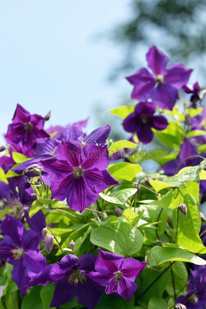 Similar – Image, Stock Photo summer Flower Blossom