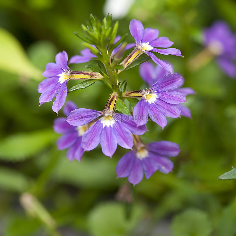 Similar – Image, Stock Photo kitchen herbs