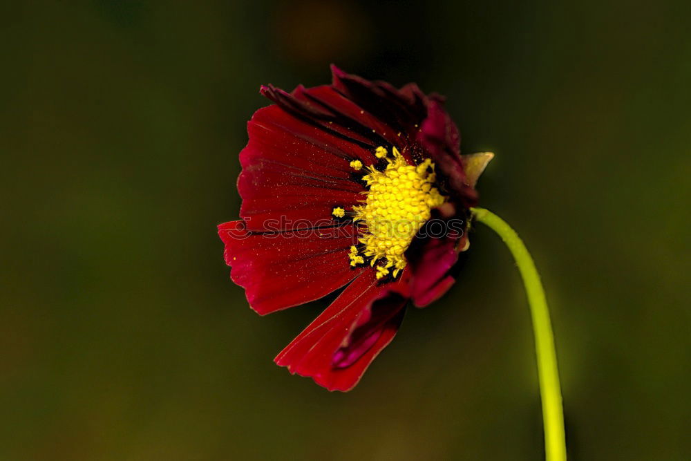 Similar – Foto Bild Geburt einer Blüte Umwelt