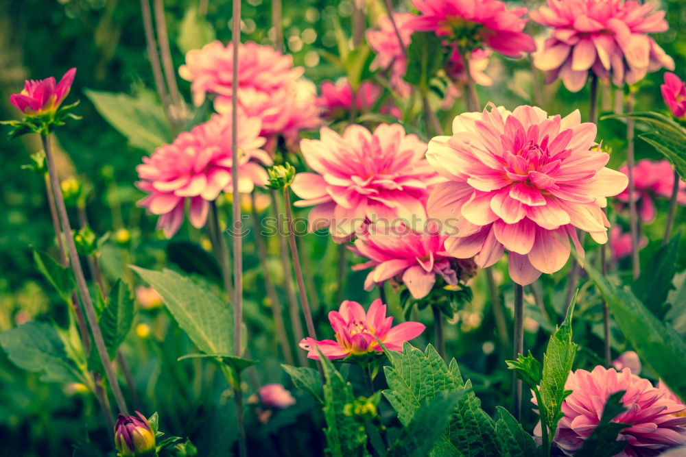 Similar – Astern Sommer Garten Natur