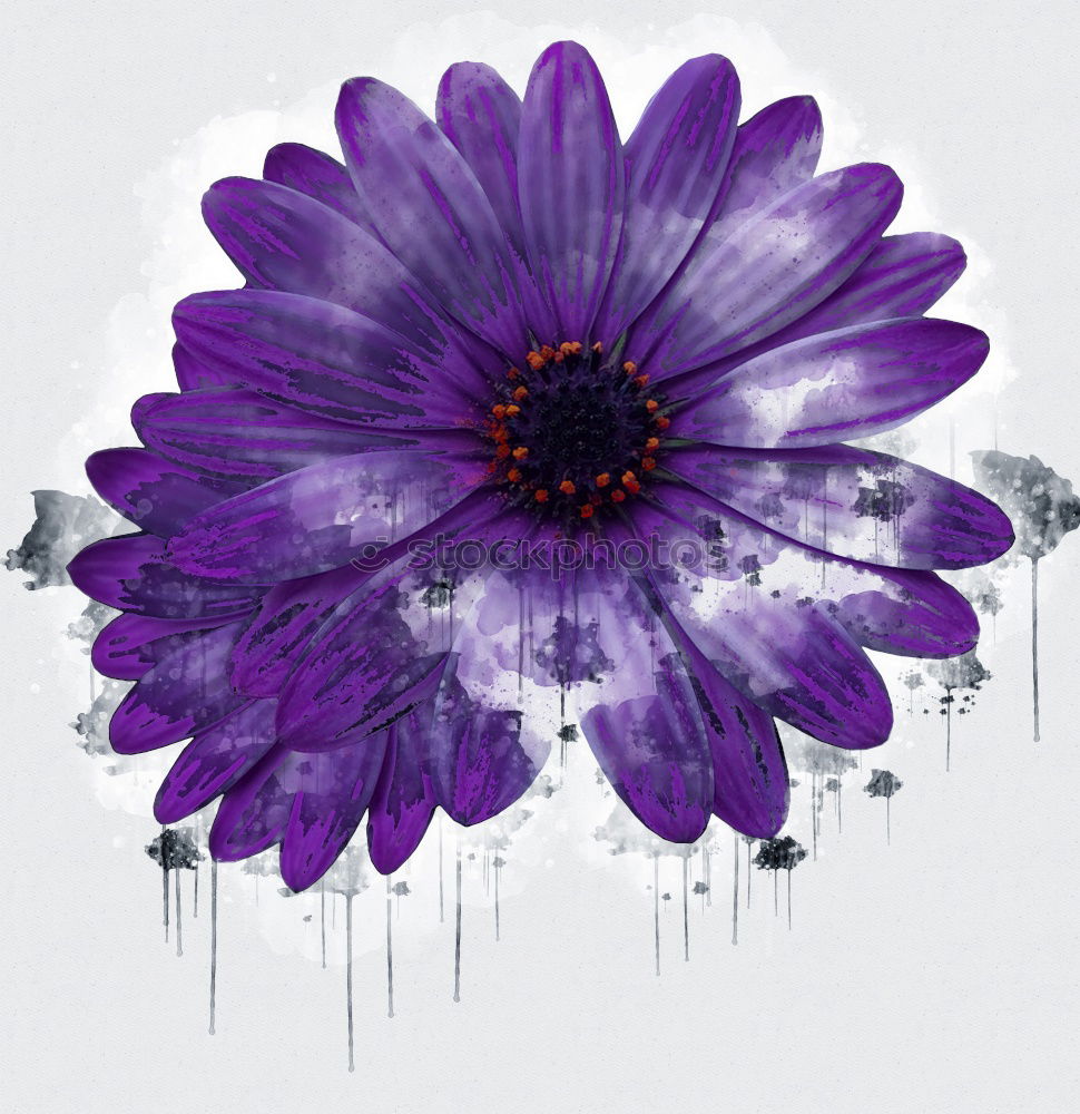 Similar – purple dingsda Blume Blatt