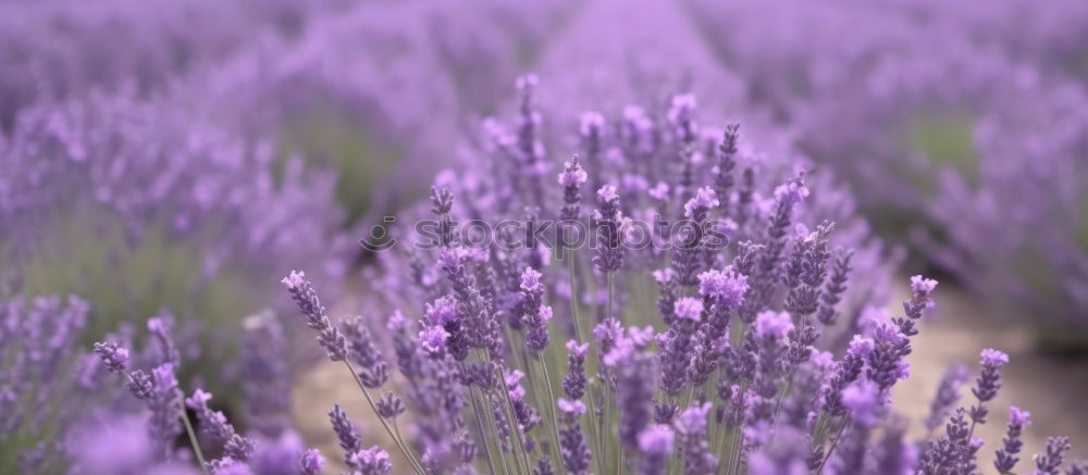 Image, Stock Photo precious lavender Lavender