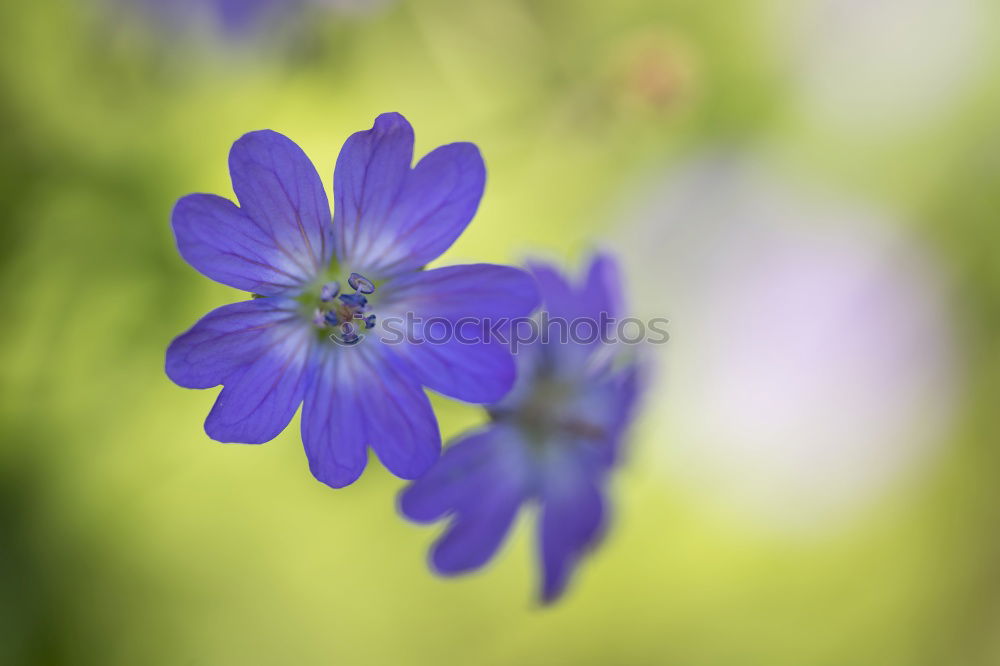 blue flowering anemone