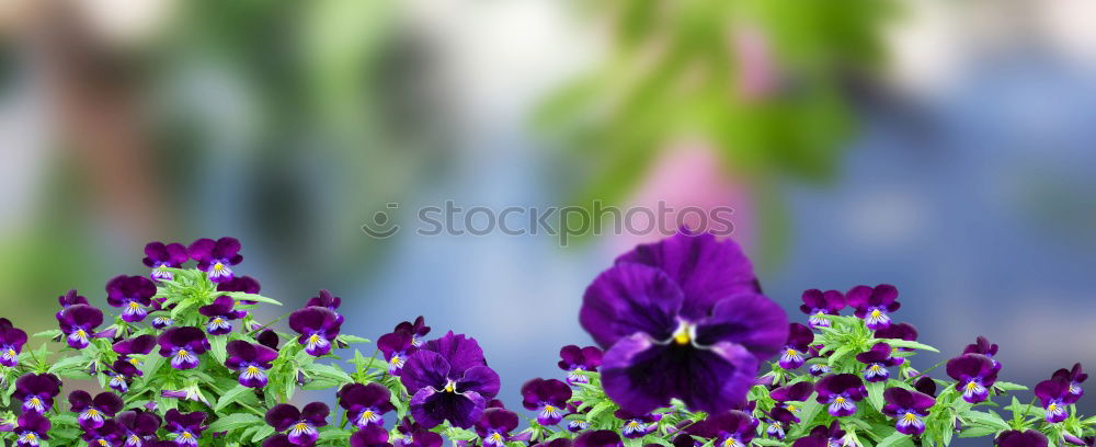 Similar – Image, Stock Photo sun seeking bullets Flower