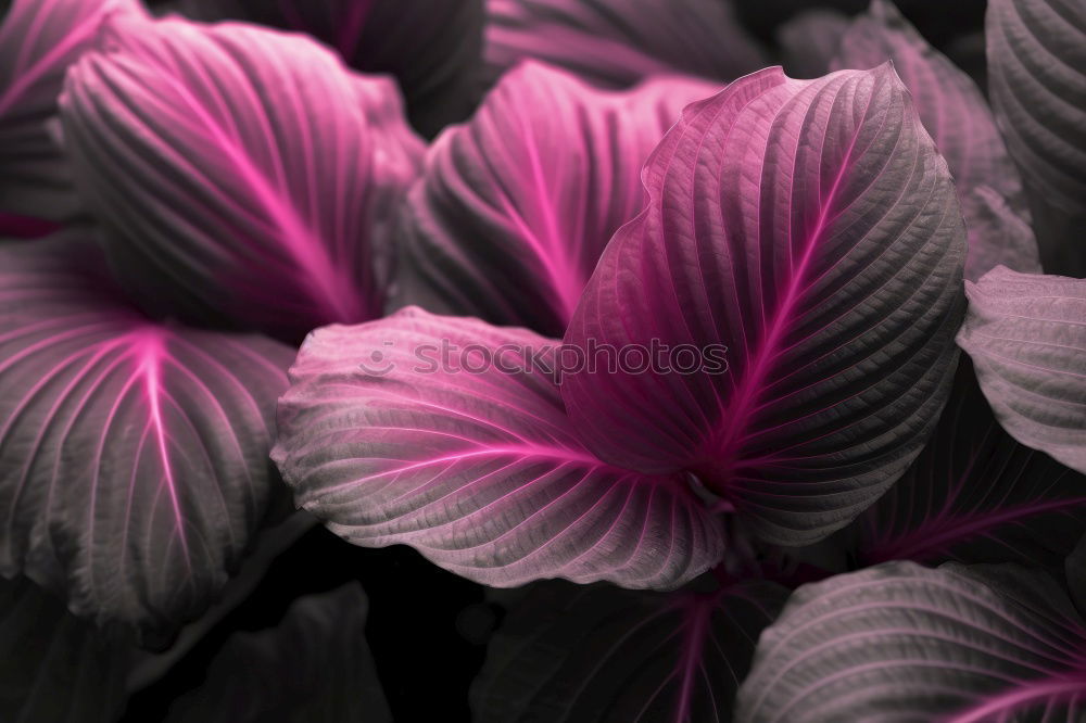 Similar – hydrangea Plant Bushes