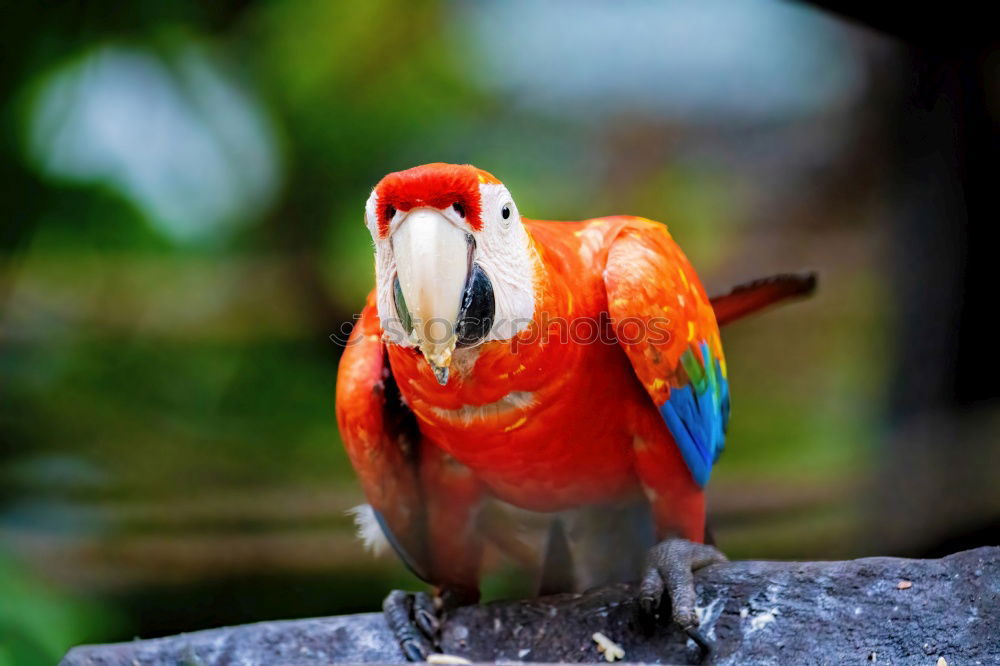 Similar – Image, Stock Photo male oriental garden lizard on a tree