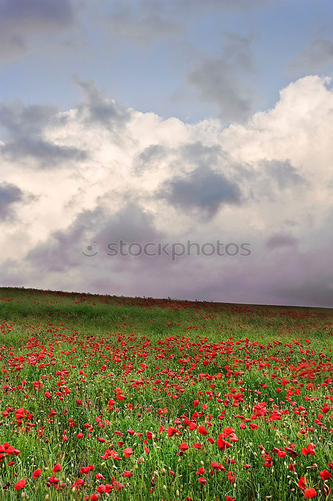 Image, Stock Photo idyllic Environment Nature