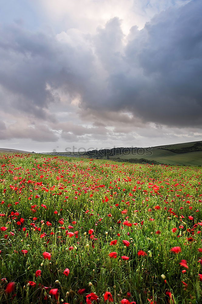 Similar – Image, Stock Photo idyllic Environment Nature