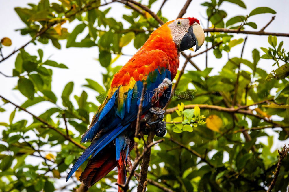 Similar – Parrot in a tree Exotic