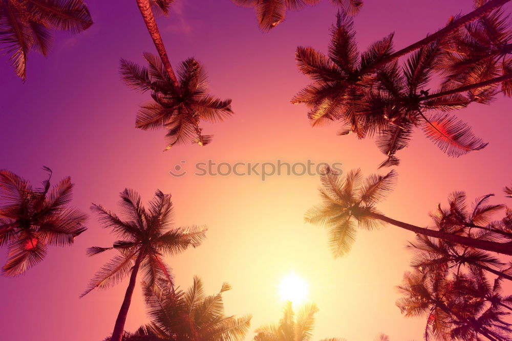 Similar – Image, Stock Photo Palm in neon retro colours