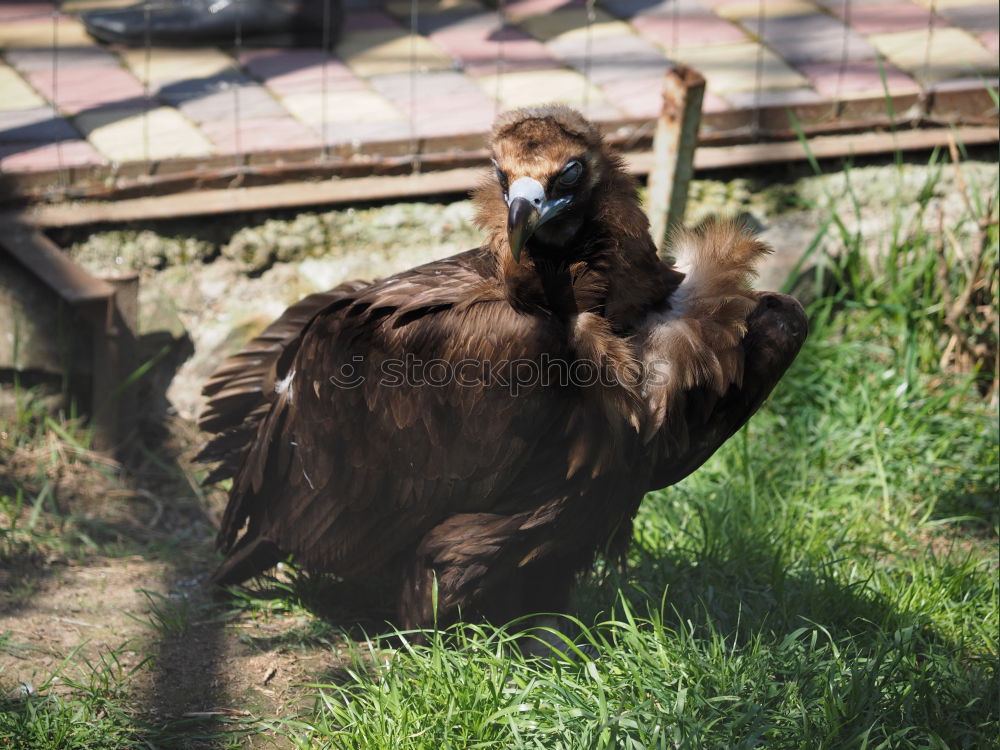 Similar – Chicken searching for food