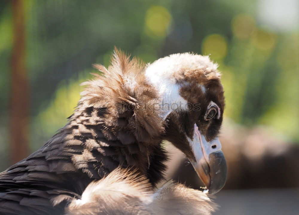 Similar – Foto Bild Mittagsschlaf Taube Vogel