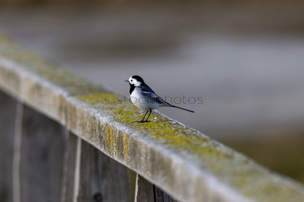 Similar – Image, Stock Photo cabbage tit Environment