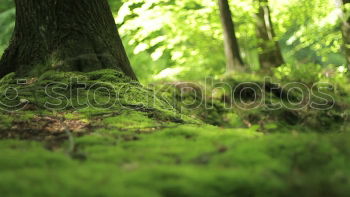Similar – Foto Bild above us only trees Umwelt