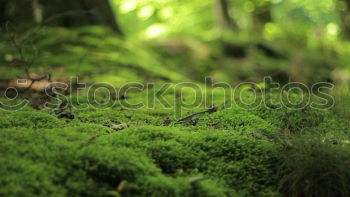 Similar – Image, Stock Photo go over the river Wupper