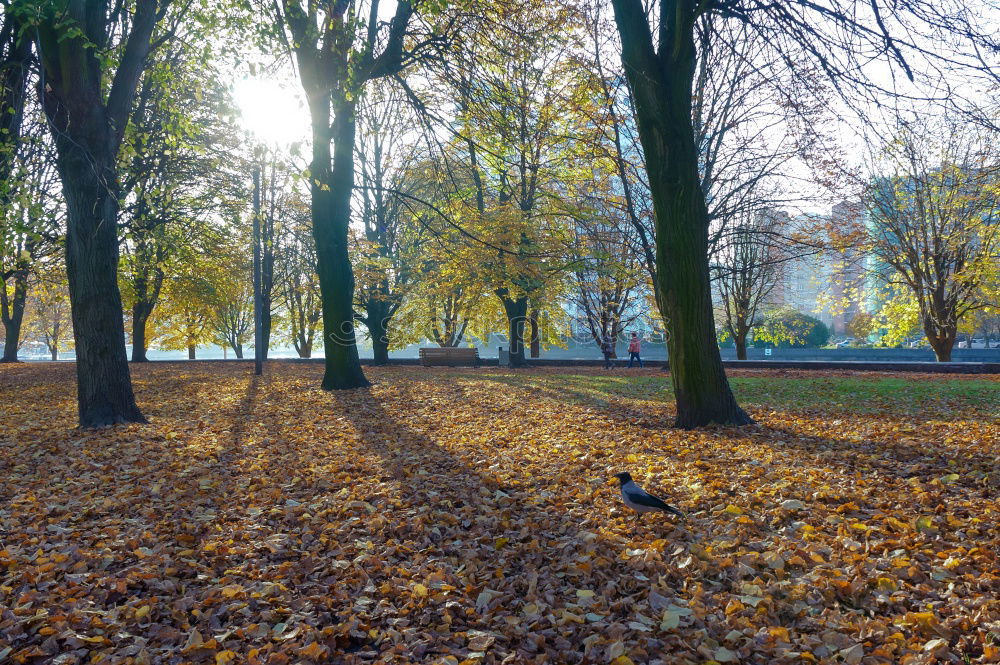 Similar – Dresden Autumn Leaf