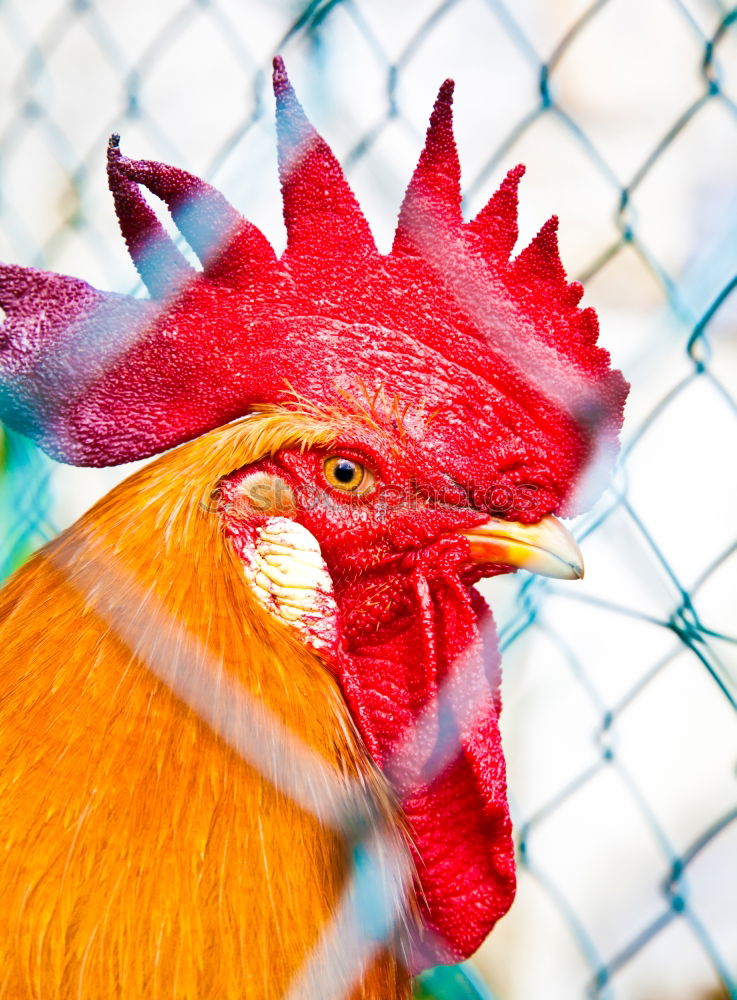 Similar – Image, Stock Photo My chicken friend 2