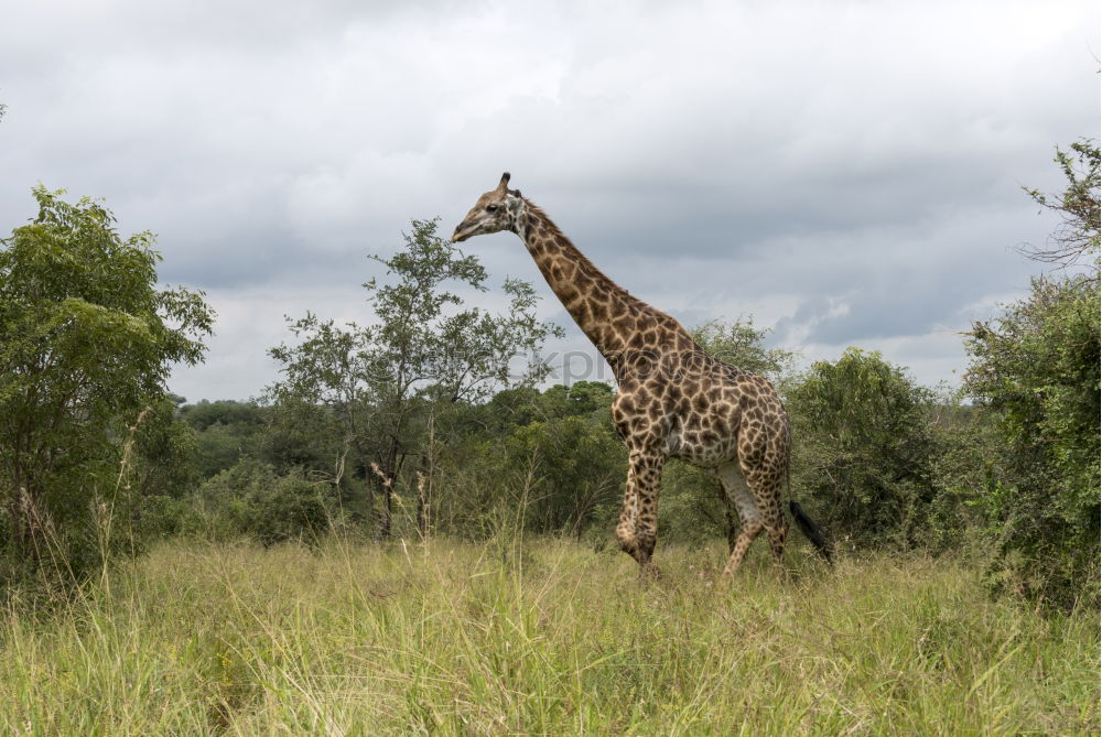 Similar – Image, Stock Photo Isolated zebra in the savannah